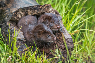USA, Minnesota, Sandstone, Minnesota Wildlife Connection. Two mink kits in log watching for mother.