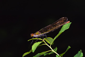 North America, USA, New York State, Adirondack Mtns. An Emerald Spreadwing Damselfly (Lestes dryas).
