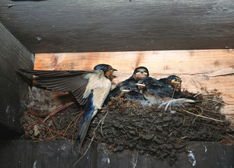 North America, USA, New York, Adirondack State Park. Barn Swallow (Hirundo rustica) feeding its chicks © Charles Sleicher/Danita Delimont