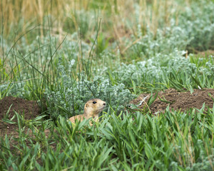 Gunnison's Prairie dog, Cynomys gunnisoni zuniensis, North Ponil Creek, Valle Vidal, Carson National Forest, New Mexico