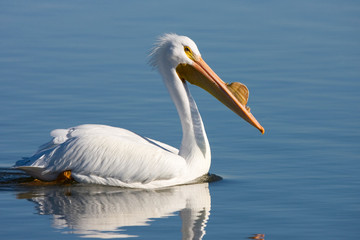 American White Pelican (Pelecanus erythrorhynchos), Riverlands Environmental Demonstration Area, Missouri, USA.