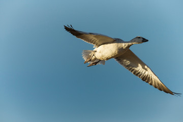 Juvenile Snow goose in flight, Chen Caerulescens, Bosque del Apache NWR, New Mexico