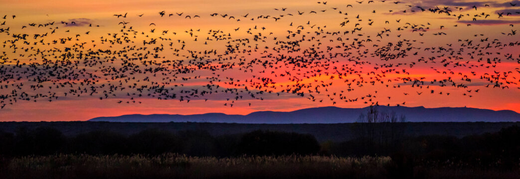 USA, Bosque del Apache, birds flying