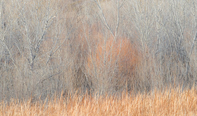 Willow and Cottonwoods in mornings soft light