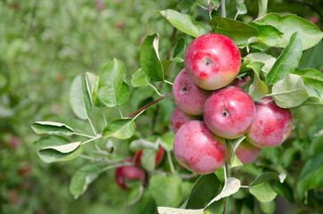 Obraz premium New York, Lafayette. Typical apple orchard in upstate New York at harvest time.