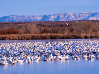 Fototapeta premium USA, New Mexico, Bosque del Apache National Wildlife Refuge, Snow Geese at dawn