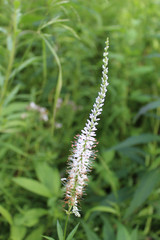 Culver's root wildflower at Somme Prairie Nature Preserve