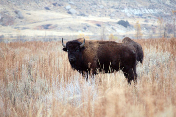 North Dakota, Medora. Buffalo wandering through campsite at Cottonwood Campground in the Badlands...