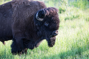 Fototapeta premium USA, Montana. National Bison Range, Bison