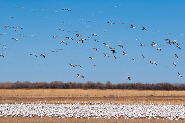 Snow Geese at Bosque del Apache, New Mexico