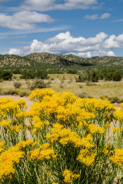 Landscape with chamisa shrub in bloom. Santa Fe, New Mexico, United States.