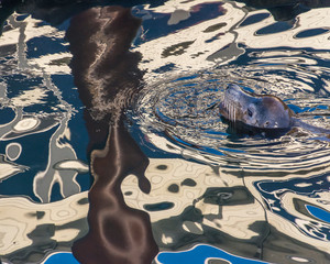 USA, Oregon, Newport. Sea lion in ocean water. Credit as: Jay O'Brien / Jaynes Gallery / DanitaDelimont.com