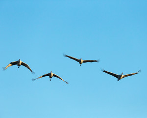 Fototapeta premium Sandhill cranes flying, Bosque del Apache National Wildlife Refuge, New Mexico, USA
