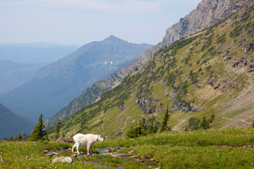 Fototapeta premium Mountain Goat (Billy Goat) in meadow, Glacier National Park, above Logan Pass, Montana, USA