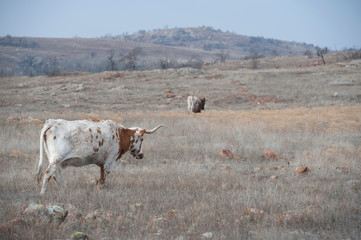 USA, Oklahoma, Wichita Mountains National Wildlife Refuge, Longhorn Cattle