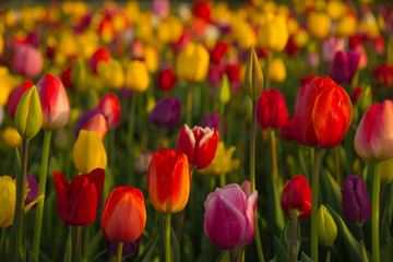 Obraz premium Tulips, Tulip Festival, Woodburn, Oregon, USA