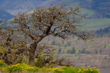 USA, Oregon, Columbia River Gorge. Oak tree in Tom McCall Preserve. 