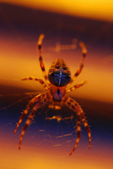 USA, Oregon, Portland. Common garden spider illuminated under porch light. 
