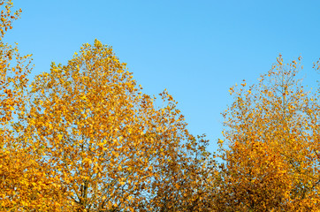 Fototapeta premium Pyramidal crown of an autumn tree