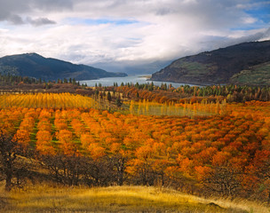 USA, Oregon, Mosier. Cherry orchards display autumn color overlooking the Columbia River Gorge...