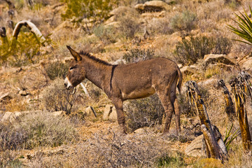 Wild burro standing. Red Rock Canyon Area, Nevada, USA.