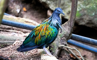 parrot on branch