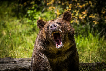Grizzly bear, Montana, Usa