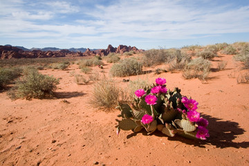 USA - Nevada. Blooming Beavertail Cactus in Valley of Fire State Park.