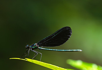 North America, USA, New York State, Adirondack Mtns. A damselfly (order Odonata), probably Calopteryx virgo, or Beautiful Demoiselle.