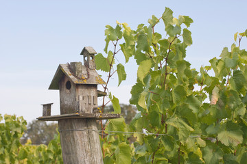 USA, Oregon, Willamette Valley. Birdhouse in vineyard at Witness Tree Winery. 