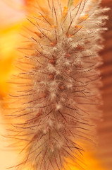 USA, Oregon, Portland. Close-up of rabbit's-foot clover seed. 