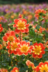 USA, Oregon. Field of dahlia flowers on Swan Island. Credit as: Nancy Rotenberg / Jaynes Gallery / DanitaDelimont.com
