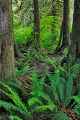 Fototapeta premium USA, Oregon. Forest scenic. 