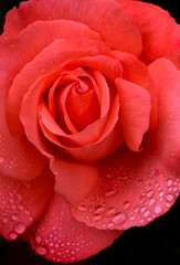 USA, Oregon. Orange Rose with rain drops. Credit as: Jean Carter / Jaynes Gallery / DanitaDelimont.com
