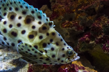 USA, Oregon. Ocean fish in Oregon Coast Aquarium. Credit as: Jay O'Brien / Jaynes Gallery / DanitaDelimont.com