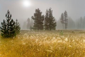 USA, Oregon, Mount Hood National Forest. Sunlight on foggy meadow. 