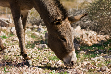 Naklejka na ściany i meble Wild burro grazing. Red Rock Canyon Area, Nevada, USA.