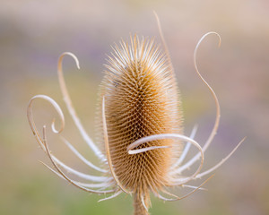 USA, Oregon, Malheur National Wildlife Refuge. Close-up of dried teasel plant. Credit as: Don Paulson / Jaynes Gallery / DanitaDelimont.com - obrazy, fototapety, plakaty