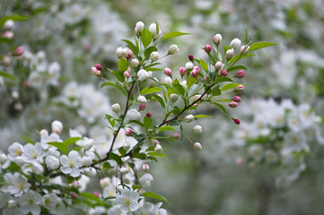 USA, Ohio. Cherry blossom branch in bloom. Credit as: Nancy Rotenberg / Jaynes Gallery / DanitaDelimont.com