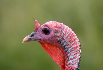 Wild turkey (Meleagris gallopavo) male, close head view of wattles, Douglas County, southwest Oregon, USA