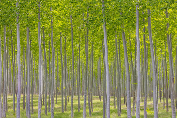 USA, Oregon, Boardman. Pattern of hybrid poplar trees. Credit as: Don Paulson / Jaynes Gallery / DanitaDelimont.com