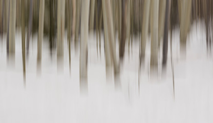 Obraz premium USA, New Mexico. Artistic Blur of Aspen Trees in Snow.