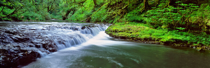 USA, Oregon, Silver Falls SP. Silver Creek cascades peacefully through Silver Falls SP, Oregon.