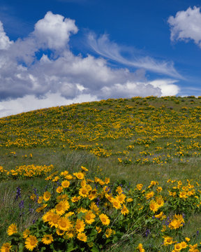 USA, Oregon, Columbia River Gorge National Scenic Area. Balsamroot and lupine on Rowena Plateau. 
