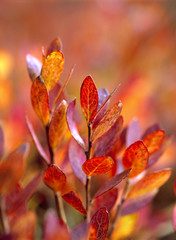 USA, Oregon, McKenzie Pass. Huckleberry leaves turn various shades of red in the autumn on the McKenzie Pass in the Oregon Cascades Range.