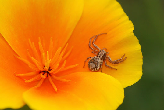 USA, Oregon, Multnomah County. Crab Spider On Poppy Flower. 