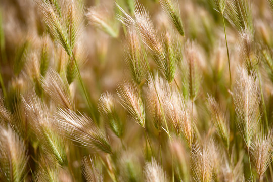 USA, Oregon, Smith Rocks SP. Green and ripe grass seed heads sway in the wind at Smith Rocks S. P., Oregon.