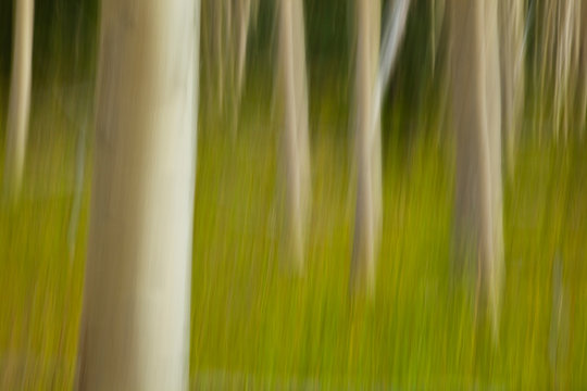 An artistic blur image of aspen trees.