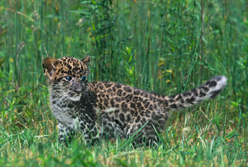 USA, Pennsylvania. African leopard cub walking in tall grass. (Rescue) 