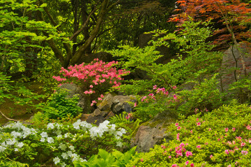 Spring, Portland Japanese Garden, Portland, Oregon, USA. (PR)